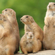 Illustration for article titled Soon, you might be able to talk to a prairie dogs.